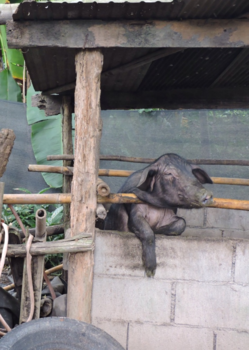 Chiang Mai - Paint me like one of your French girls