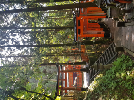 Kyoto - Komorebi in Fushimi-Inari-Taisha