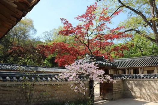 Seoul - 봄날 / spring day