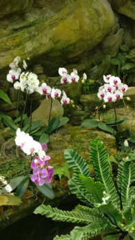 Singapore - Beautiful flowers on the world