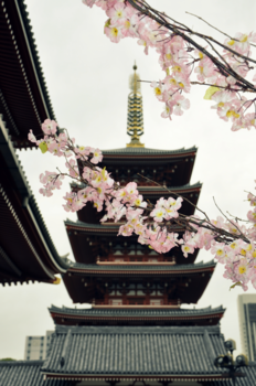 Japan - Sensoji Cherry Blossom Magic