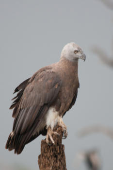 Sri Lanka - Grote rivierarend