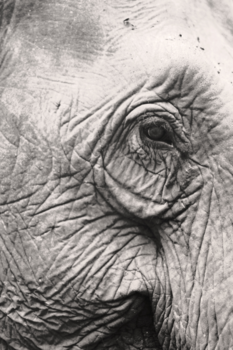 Cambodja - Mondulkiri Elephant Sanctuary