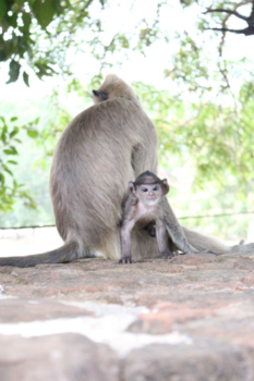 Sri Lanka - Nieuwsgierig Aapje