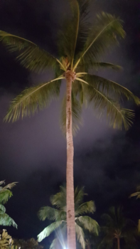 Rondreis Zuid-Thailand - Palmboom bij nacht