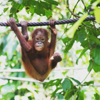 Rondreis door Maleisisch Borneo - Monkey business