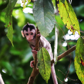 Rondreis door Maleisisch Borneo - Peekaboo