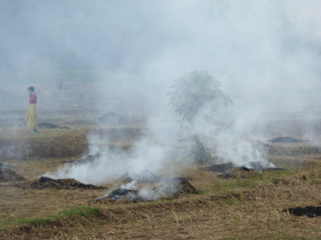 Mae Hong Son Loop - Rice harvest