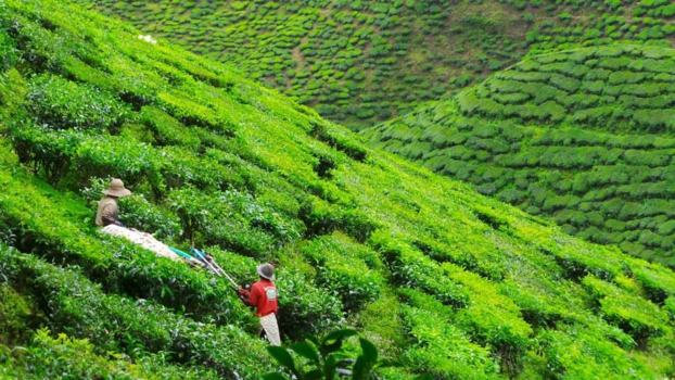 Cameron Highlands - Omdat natuur en cultuur de mooiste combinatie voor een reis zijn!!