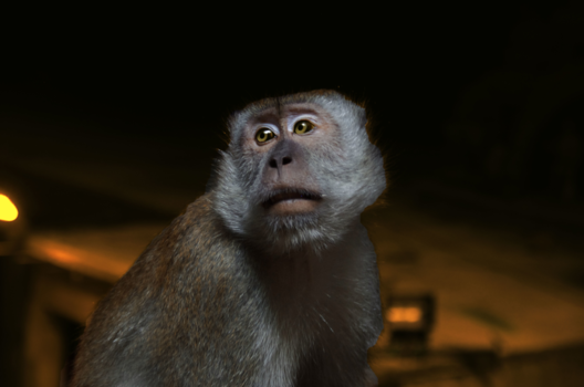 Batu Caves - Melancholic Monkey