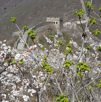 Chinese Muur - Voorjaar op de Chinese Muur