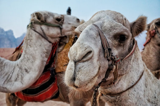 Wadi Rum - Kamelen in de woestijn