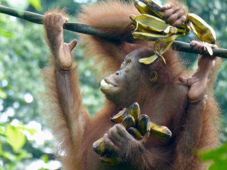 Sepilok - Banana lover!