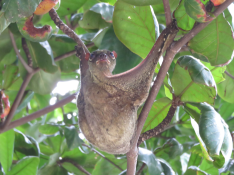 Rondreis door Maleisisch Borneo - Colugo Borneo