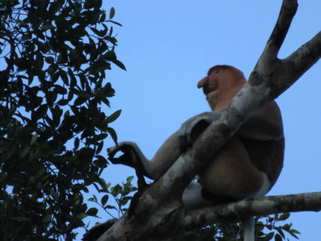 Rondreis door Maleisisch Borneo - Sunset Probiscus Monkey