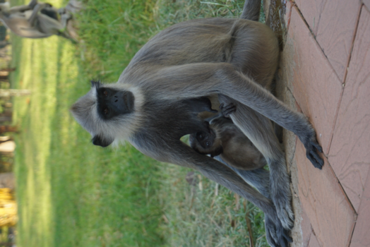 Sri Lanka - Beautiful picture of a monkey family.