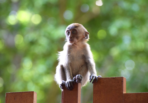Thailand - Macaque bij Railay beach