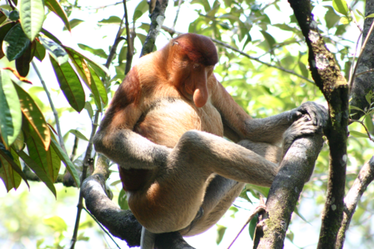 Rondreis door Maleisisch Borneo - Even chillen...