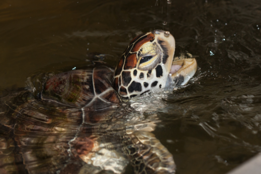 Sri Lanka - Dat is pas echt genieten
