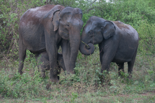 Sri Lanka - All in the family