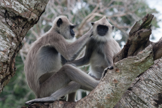 Sri Lanka - Zwartvoet hoelman