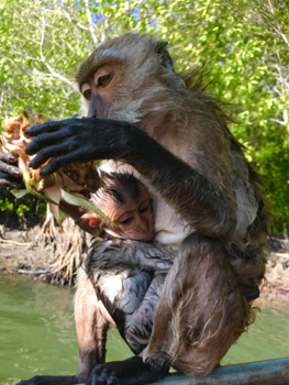 Koh Lanta - Monkeys