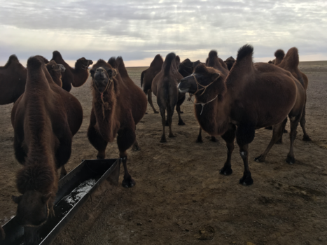 Gobiwoestijn - Camels in the Gobi