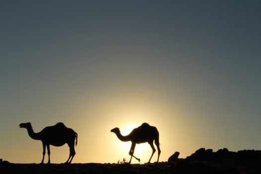 Oman - Camel sunsets
