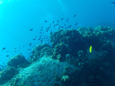 Koh Tao - Onder water