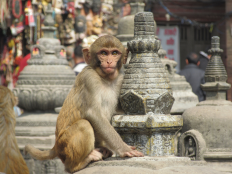 Nepal - Aapje in de Swayambhunath tempel