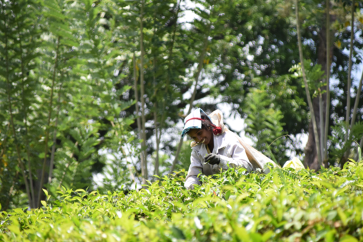 Sri Lanka - The smiling tea picker