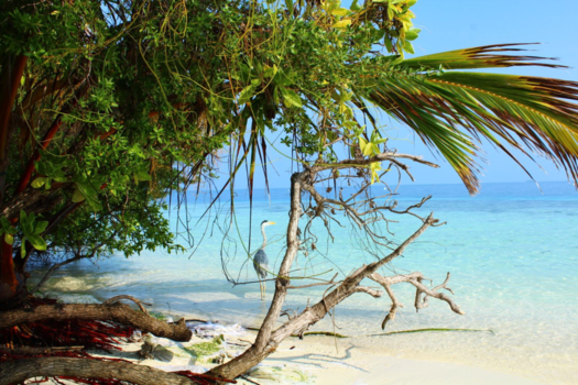 Malediven - Zuid malé atol