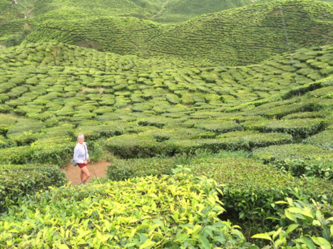 Maleisië - Theeplantages