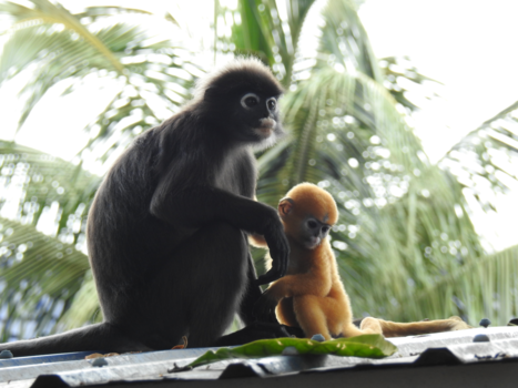 Maleisië - Aapjes kijken