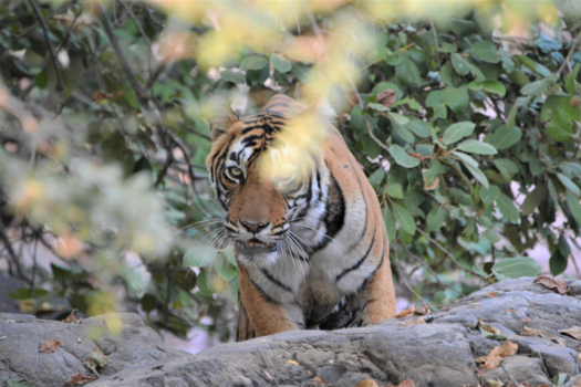 India - Onverwachte verschijning vanuit het water in het Ranthambore Nat. Park