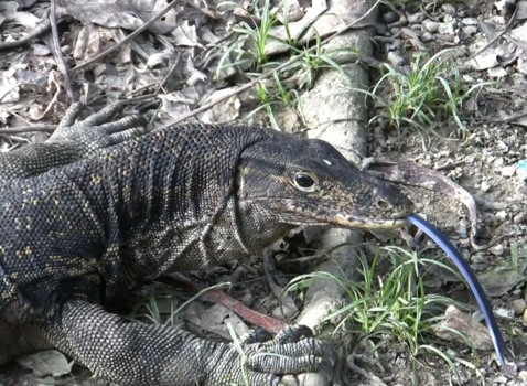 Rondreis door Maleisisch Borneo - Lekker!