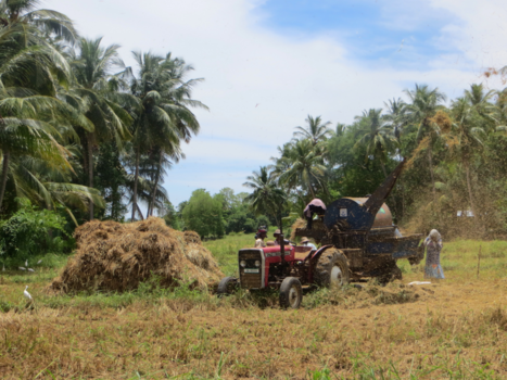 Sri Lanka - Agriculture