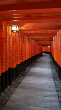 Kyoto - Fushimi Inari-taisha in the evening light