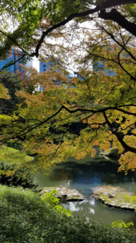 Tokio - Korakuen gardens