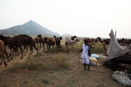 India - De kamelenman