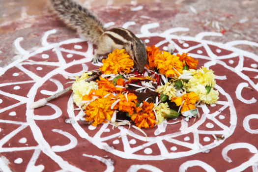 India - iets te snaaien?