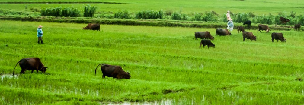 Rondreis Vietnam in twee weken - rijstvelden vietnam
