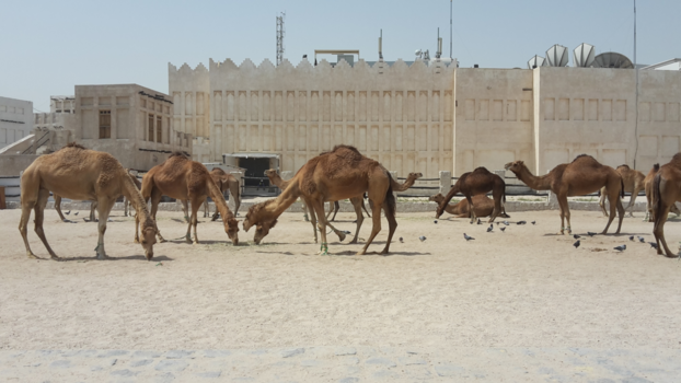 Qatar - Je komt er ook kamelen tegen