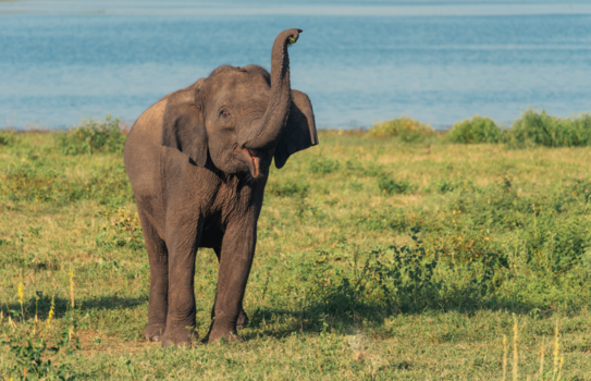 Sri Lanka - O happy day!