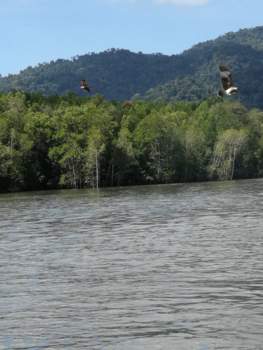 Maleisië - Arend boven mangrove