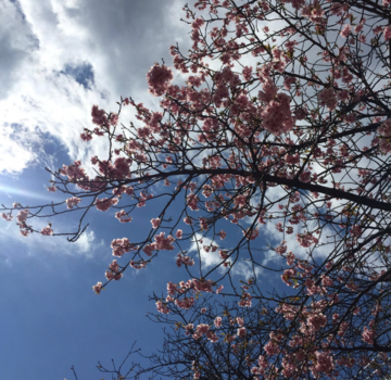 Japan - Blooming Sakura