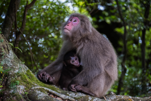 Japan - Wildlife Yakushima Island, Japan