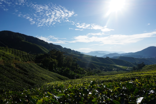 Cameron Highlands - A cup of tea is always a good idea
