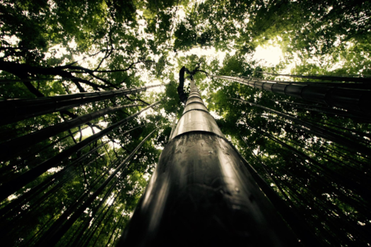 Tokio - Bamboo Forest