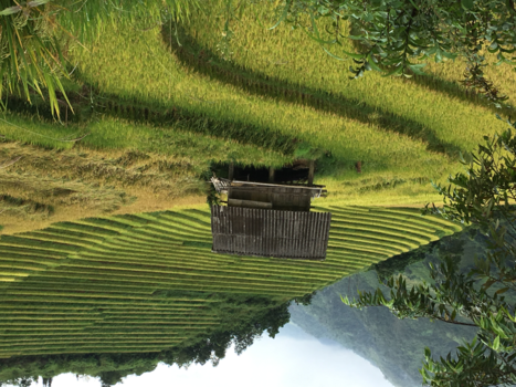 Vietnam - Rijstvelden omgeving Sapa